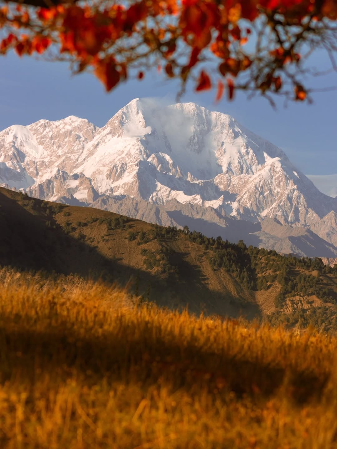 Autumn golden fields and red leaves with vast snow-capped mountain