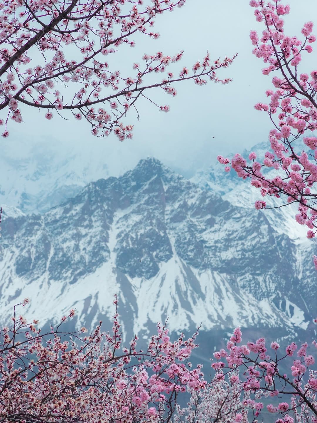 Pink cherry blossoms framing a dramatic snowy mountain peak