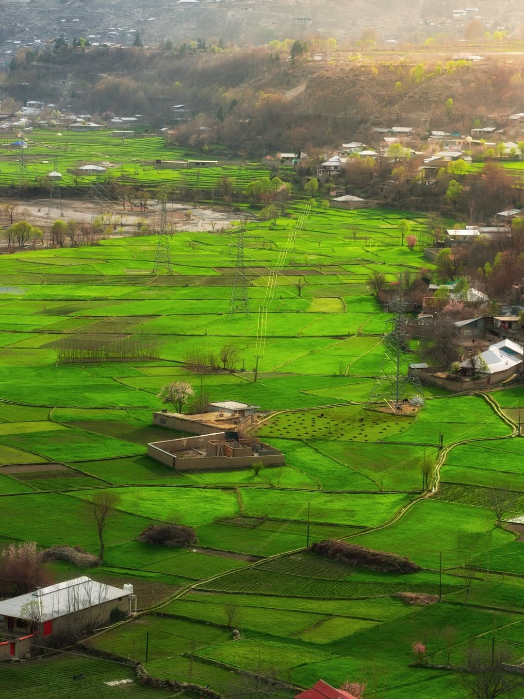 Lush green farmlands of Chitral valley at golden hour
