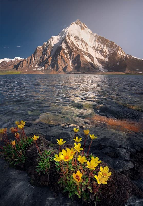 Karambar Lake with yellow wildflowers and snow-capped peak