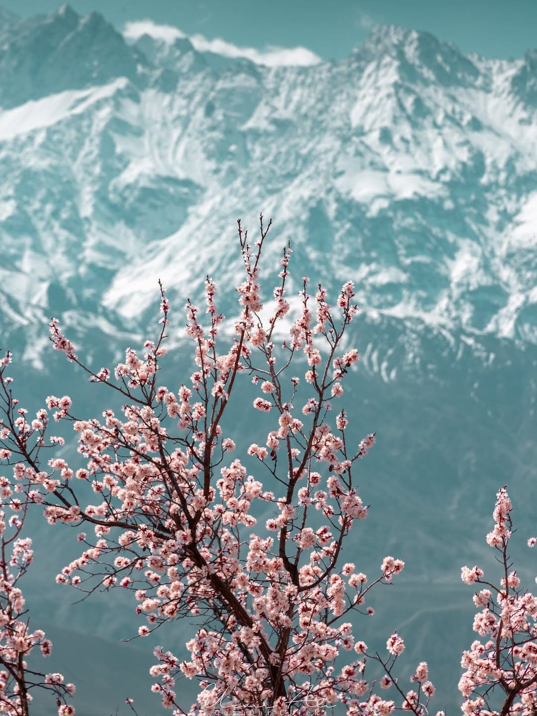 Spring cherry blossoms with teal snow mountains behind